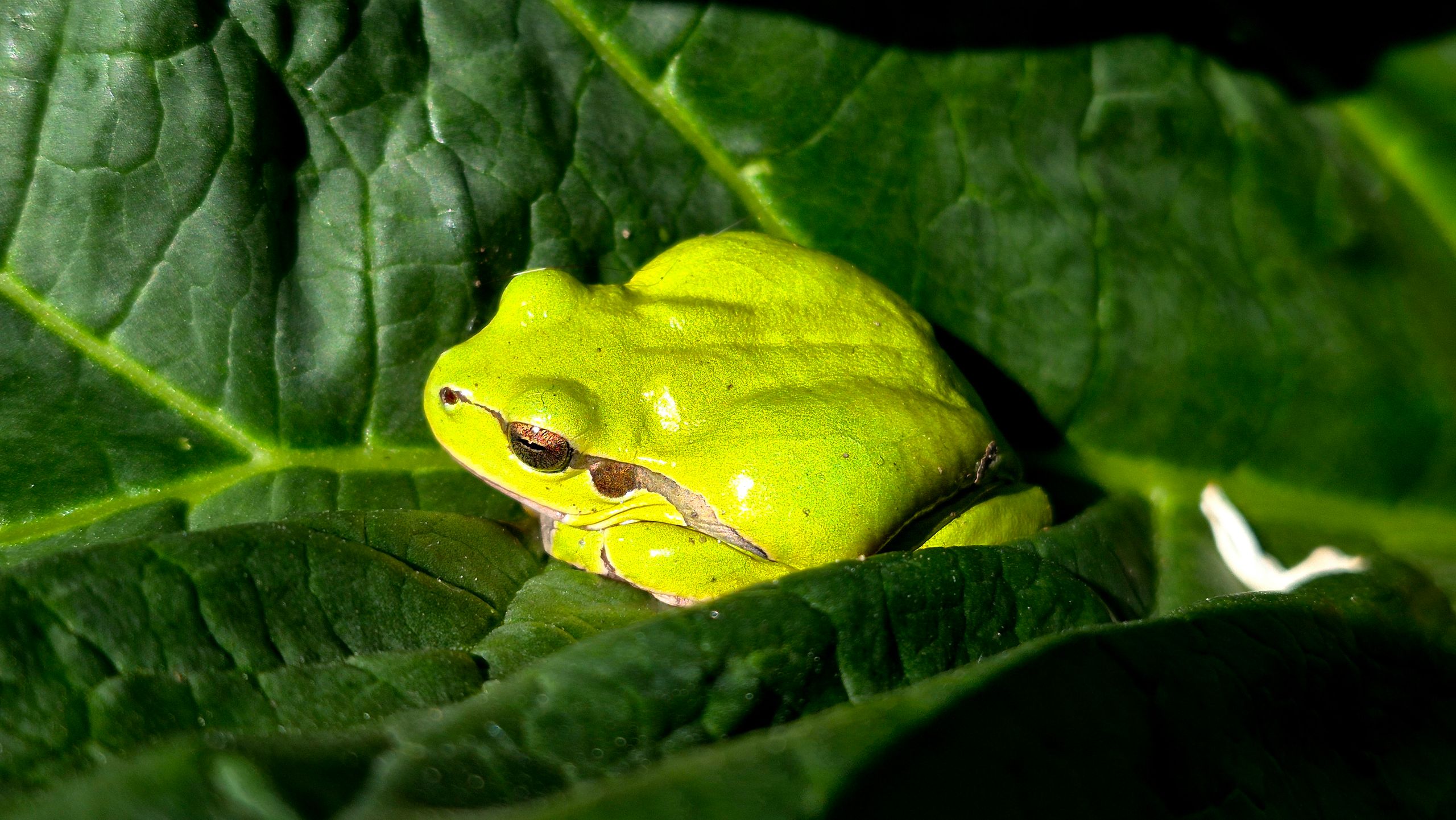 Vibrant green frog lying peacefully on large leaf in natural setting.